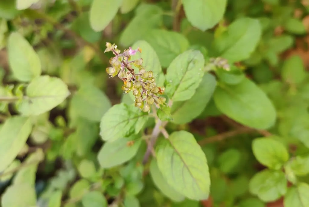 Additional Information About Tulsi Plants