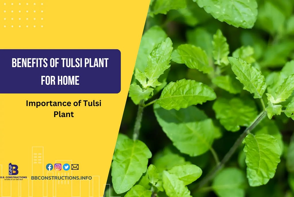 Benefits of Tulsi Plant for Home: Importance of Tulsi Plant