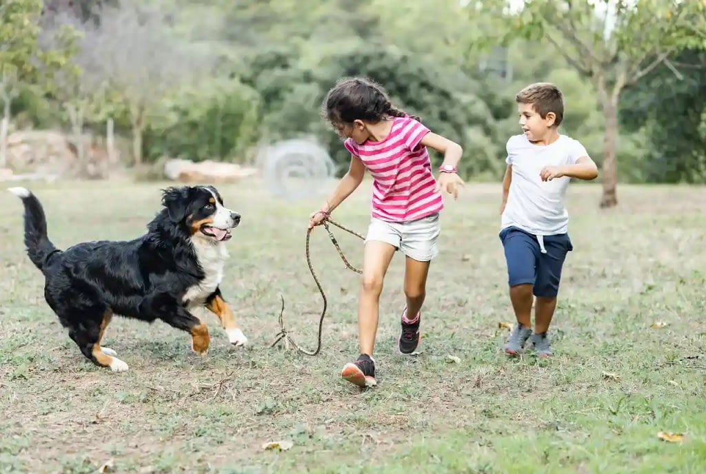 Creating a Pet-Friendly Yard