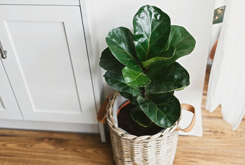 Fiddle Leaf Fig