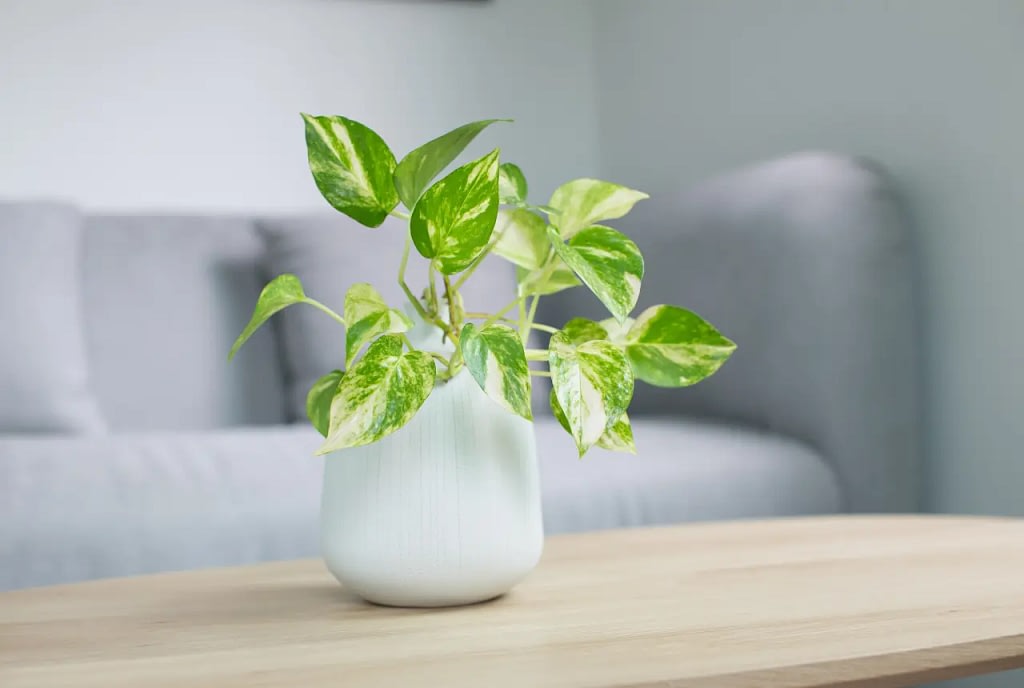 Golden Pothos