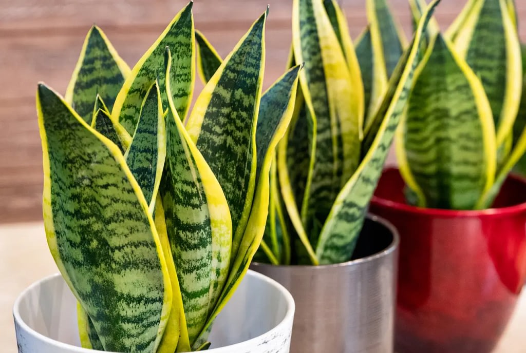 Snake Plant