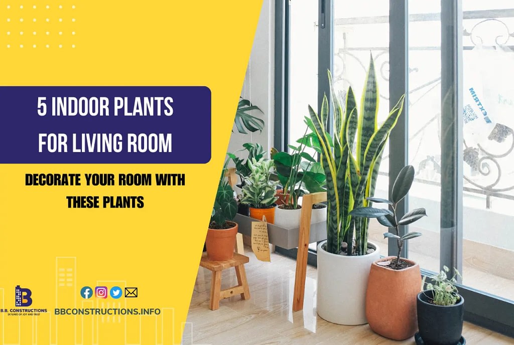 5 Amazing Indoor Plants for Living Room Decoration That You’ll Love