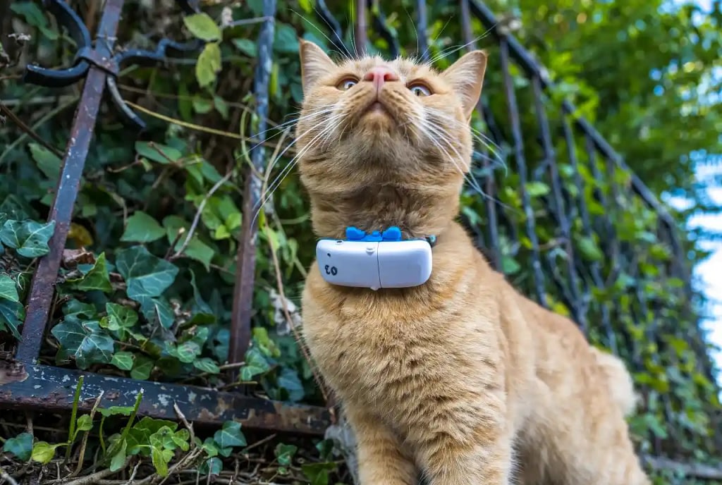 GPS Pet Trackers