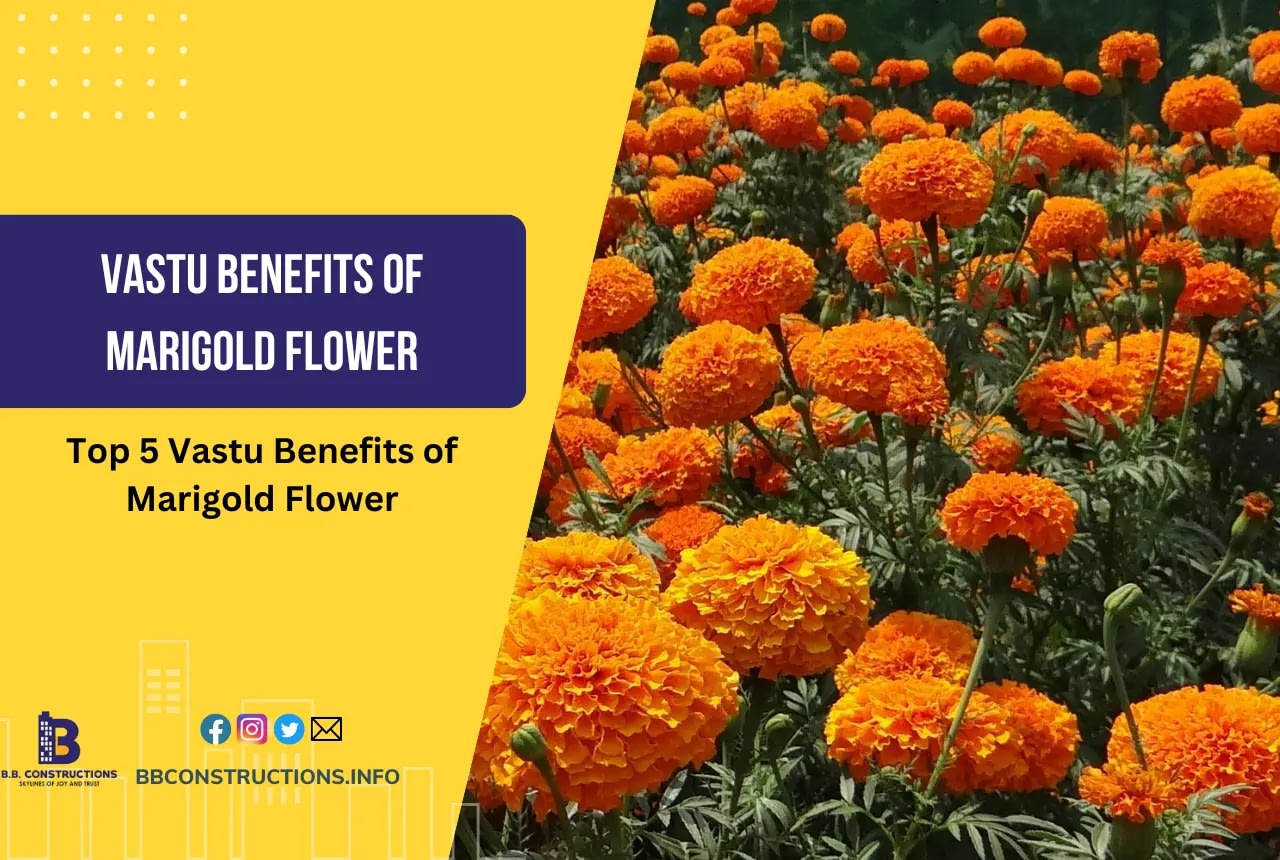 vastu benefits of marigold flower