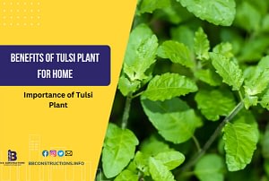 benefits of tulsi plant for home