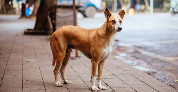 Street dog breed of India