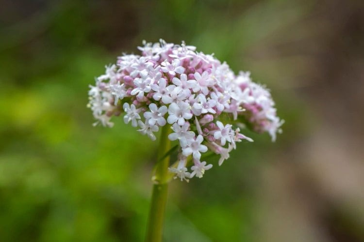valerian plant to use as a house plant
