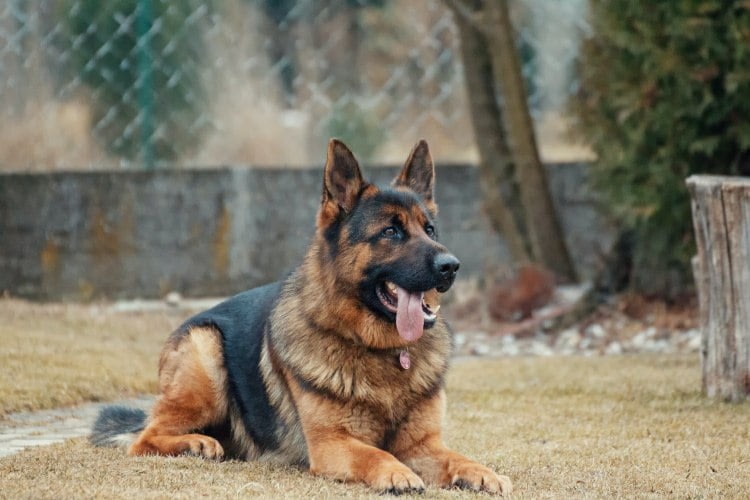 Friendly dog breeds in India