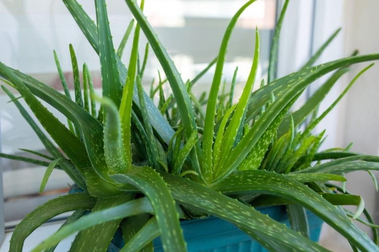 Aloe vera plant to sleep better at night