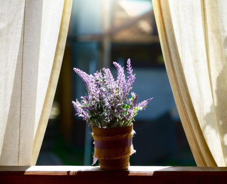 Lavender houseplant for a good night's sleep