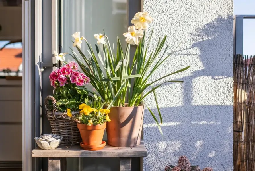 plants in a balcony getting sunlight